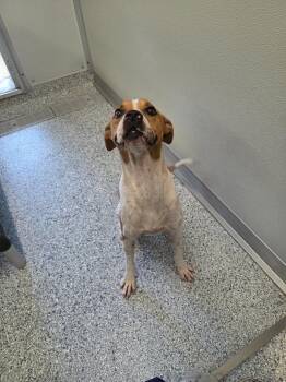 Chappy -  Terrier Dog for Adoption in Athens, Tennessee - Chappy | PetCurious