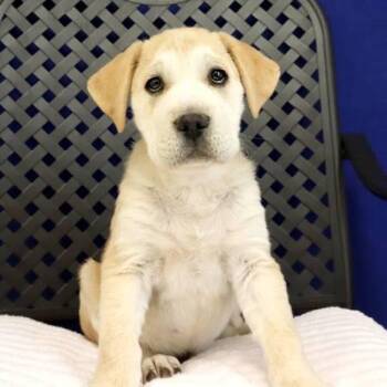 Golden Retriever Dogs Available for Adoption in Fort Davis, Texas - Alan | PetCurious