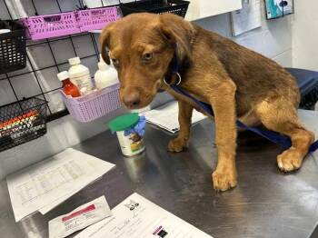 Jordan -  Labrador Retriever and Mixed Breed Dog for Adoption in Mobile, Alabama - Jordan | PetCurious