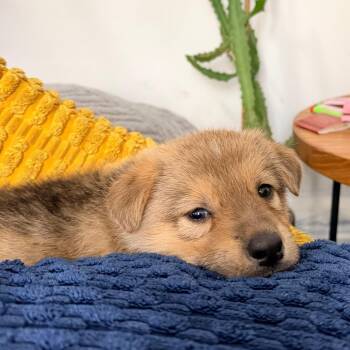 German Shepherd Dog Dogs Available for Adoption in New York, New York - Astrid | PetCurious