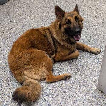 Jerry Girl -  Mixed Breed Dog for Adoption in Greenville, South Carolina - Jerry Girl | PetCurious