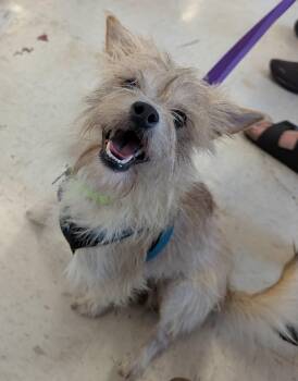 Hutchins -  Yorkshire Terrier Dog for Adoption in Covington, Washington - Hutchins | PetCurious