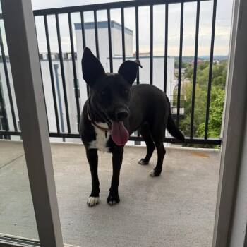 Loona -  Australian Kelpie and Mixed Breed Dog for Adoption in Fayetteville, Arkansas - Loona | PetCurious