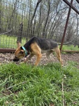 German Shepherd Dog and Mixed Breed Dogs Available for Adoption in Fort Worth, Texas - Marnie | PetCurious