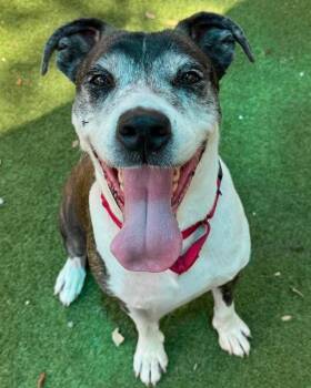 Rescue Mixed Breed Dogs for Adoption in Palmetto, Florida - FRISCO | PetCurious
