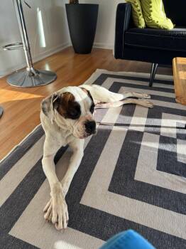 Boxer Dogs Available for Adoption - Gracie  | PetCurious