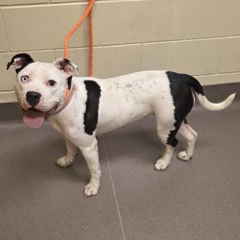 Pit Bull Terrier Dogs Available for Adoption in Norman, Oklahoma - Winkerbelle | PetCurious