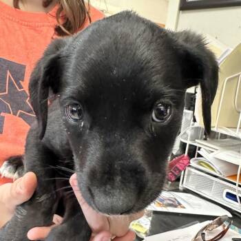 Chief -  Labrador Retriever Dog for Adoption in Jacksonville, Arkansas - Chief | PetCurious