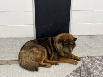 TEDDY -  Chow Chow Dog for Adoption in Loveland, Colorado - TEDDY | PetCurious