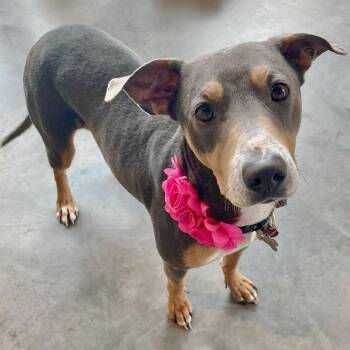 Rescue Doberman Pinscher and Hound Dogs for Adoption in Oklahoma City, Oklahoma - Stormy | PetCurious