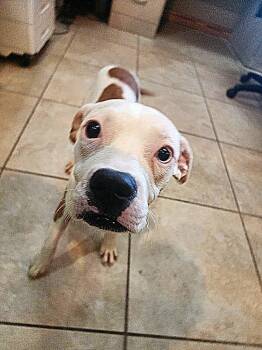 Crepe -  Terrier Dog for Adoption in Slidell, Louisiana - Crepe | PetCurious
