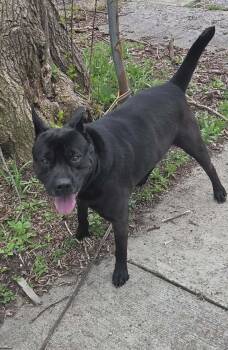 Bruno: Adopt or Forever Foster -  Shar Pei Dog for Adoption in Rochester, New York - Bruno: Adopt Or Forever Foster | PetCurious