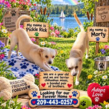 Pickle Rick and Morty. -  Chihuahua and Terrier Dog for Adoption in Murphys, California - Pickle Rick And Morty. | PetCurious