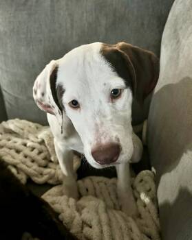 Rescue Labrador Retriever and Mixed Breed Dogs for Adoption in Brewster, New York - Minnie (C Pups) | PetCurious