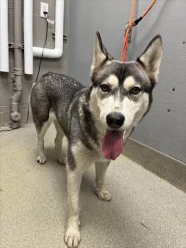 Rescue Siberian Husky Dogs for Adoption in Las Vegas, Nevada - MAGI LUNE | PetCurious