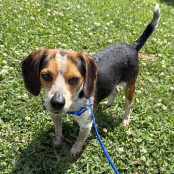 Beagle Dogs Available for Adoption in Dunnellon, Florida - Binky | PetCurious