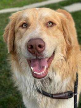 Australian Shepherd and Great Pyrenees Dogs Available for Adoption - *JUNCO | PetCurious