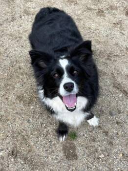 Border Collie Dogs Available for Adoption in Hampton, Virginia - Zora | PetCurious