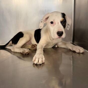 Mothra -  Mixed Breed Dog for Adoption in Saint Joseph, Missouri - Mothra | PetCurious