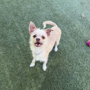 Rome -  Terrier Dog for Adoption in Hawthorne, California - Rome | PetCurious