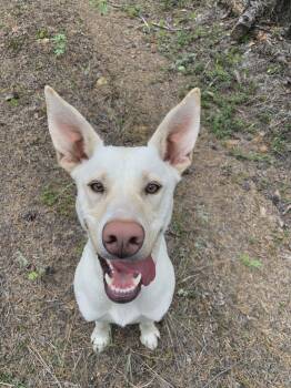 Moony -  Husky and Yellow Labrador Retriever Dog for Adoption in Fort Smith, Northwest Territories - Moony | PetCurious