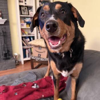 Bernese Mountain Dog and Border Collie Dogs Available for Adoption - Houston | PetCurious