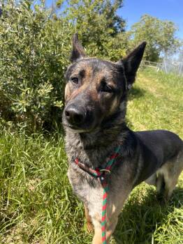 German Shepherd Dog and Shepherd Dogs Available for Adoption in Grass Valley, California - Sam Shepherd | PetCurious