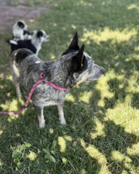 Mia -  Australian Cattle Dog Blue Heeler Dog for Adoption in Vacaville, California - Mia | PetCurious
