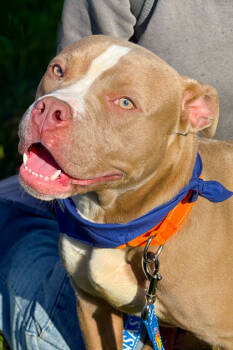 Rescue Mixed Breed Dogs for Adoption in Cincinnati, Ohio - Zenitsu | PetCurious