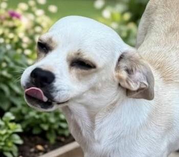Bonbon -  Chihuahua and Terrier Dog for Adoption in Cumming, Georgia - Bonbon | PetCurious