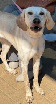 Alma -  Labrador Retriever and Carolina Dog Dog for Adoption in Austin, Texas - Alma | PetCurious