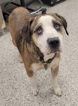 Bombay -  Mixed Breed Dog for Adoption in Kansas City, Missouri - Bombay | PetCurious