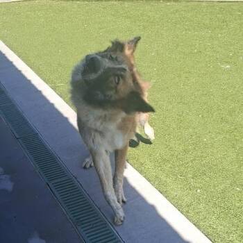 JOY -  Collie Dog Available for Adoption in Hannibal, Missouri - JOY | PetCurious
