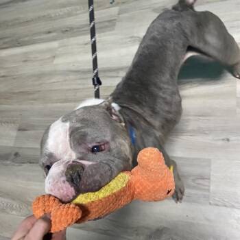 English Bulldog Dogs Available for Adoption - Judie | PetCurious