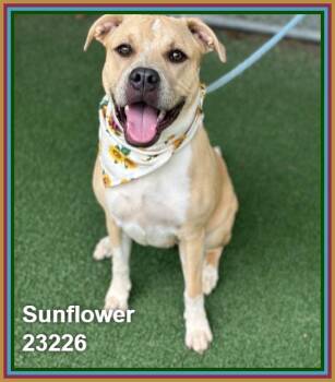 SUNFLOWER -  Pit Bull Terrier and Labrador Retriever Dog for Adoption in Marietta, Georgia - SUNFLOWER | PetCurious
