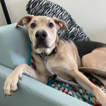 Oreo -  Catahoula Leopard Dog and Mixed Breed Dog for Adoption in Lyndhurst, Virginia - Oreo | PetCurious