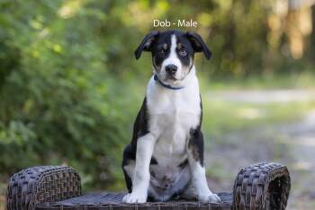 Dobs -  Retriever Dog for Adoption in Pawleys Island, South Carolina - Dobs | PetCurious
