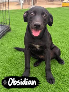 Obsidian -  Labrador Retriever Dog for Adoption in Houston, Texas - Obsidian | PetCurious