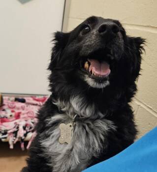 Peachy -  Australian Shepherd Dog for Adoption in Kennewick, Washington - Peachy | PetCurious