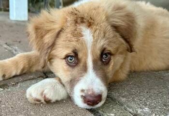 Australian Shepherd Dogs Available for Adoption - Freddy | PetCurious