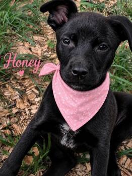 Honey -  Border Collie Dog for Adoption in Ooltewah, Tennessee - Honey | PetCurious