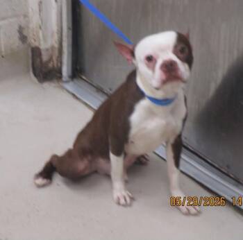 Boston Terrier Dogs Available for Adoption in Marietta, Georgia - Chamoy(856) | PetCurious