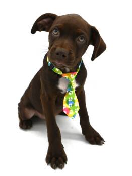 Brownie. (Loves Kisses) -  Boston Terrier and Poodle Dog for Adoption in Mobile, Alabama - Brownie. (Loves Kisses) | PetCurious