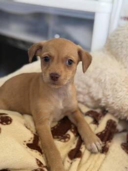 Byrum -  Terrier Dog for Adoption in Lakeland, Florida - Byrum | PetCurious