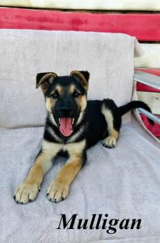 Mulligan -  German Shepherd Dog and Pit Bull Terrier Dog for Adoption in Pleasant Hill, California - Mulligan | PetCurious
