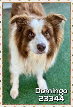 DOMINGO -  Border Collie and Australian Shepherd Dog for Adoption in Marietta, Georgia - DOMINGO | PetCurious