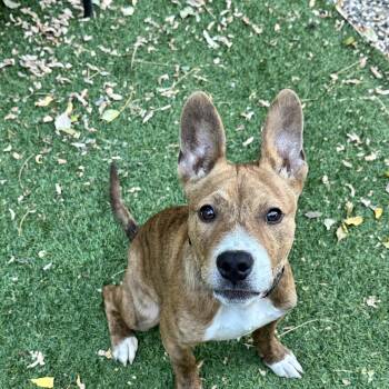 Tigger -  Pit Bull Terrier Dog for Adoption in Sacramento, California - Tigger | PetCurious