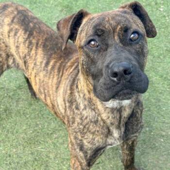 Pit Bull Terrier Dogs Available for Adoption in Indianapolis, Indiana - Hennessy | PetCurious