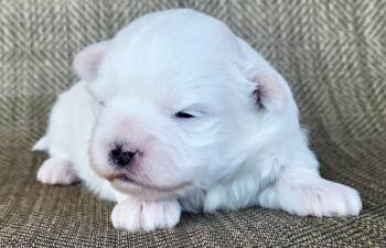 Shichon Dogs Available for Sale - Jax | PetCurious