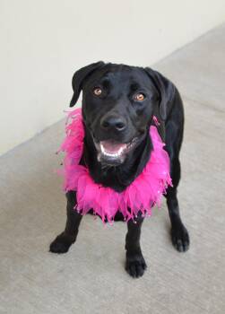 Vanta -  Mixed Breed Dog for Adoption in Mckinney, Texas - Vanta | PetCurious